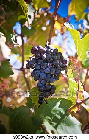 Grapes on the vine View Large Photo Image Stock Photograph - Grapes on the vine. Fotosearch