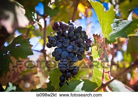 Stock Photograph - Grapes on the vine. Fotosearch