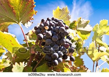 Grapes on the vine View Large Photo Image Stock Photograph - Grapes on the vine. Fotosearch