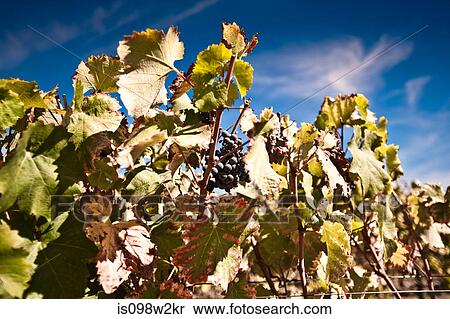 Grapes on the vine View Large Photo Image Stock Photography - Grapes on the vine. Fotosearch