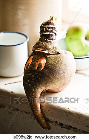 Hollowed out turnips for New Year celebration View Large Photo Image Stock Photography - Hollowed out turnips for New Year celebration. Fotosearch