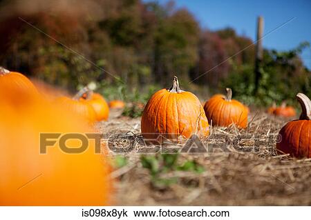 Pumpkins in a field View Large Photo Image Stock Image - Pumpkins in a field. Fotosearch