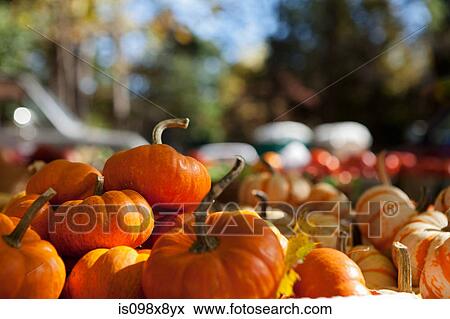 Pumpkins View Large Photo Image Stock Photo - Pumpkins. Fotosearch
