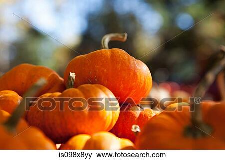 Pumpkins View Large Photo Image Stock Photo - Pumpkins. Fotosearch