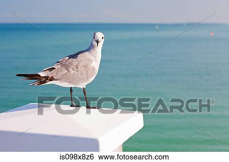 Seagull by the ocean View Large Photo Image Stock Photograph - Seagull by the ocean. Fotosearch