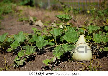 Squash in a field View Large Photo Image Stock Image - Squash in a field. Fotosearch