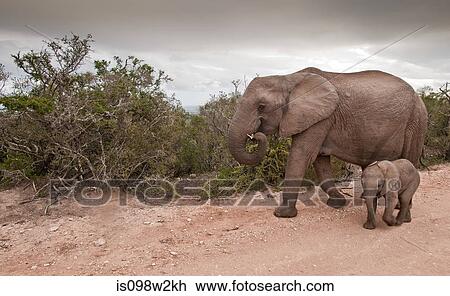 Two elephants View Large Photo Image Stock Image - Two elephants. Fotosearch