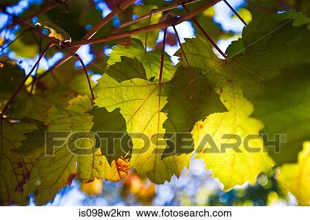 Vine leaves, close up View Large Photo Image Picture - Vine leaves, close up. Fotosearch
