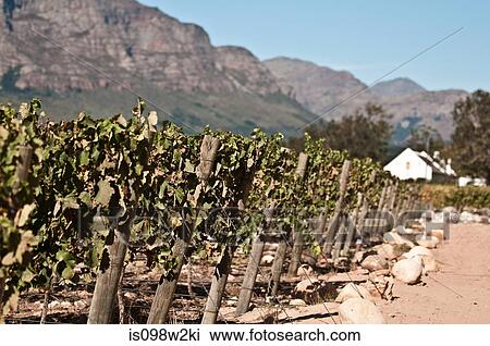 Vines in vineyard View Large Photo Image Stock Image - Vines in vineyard. Fotosearch