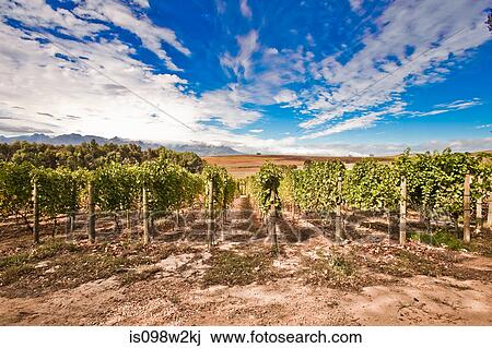 Vines in vineyard View Large Photo Image Stock Image - Vines in vineyard. Fotosearch