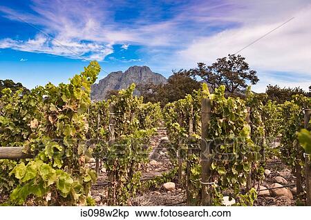 Vines in vineyard View Large Photo Image Stock Photography - Vines in vineyard. Fotosearch
