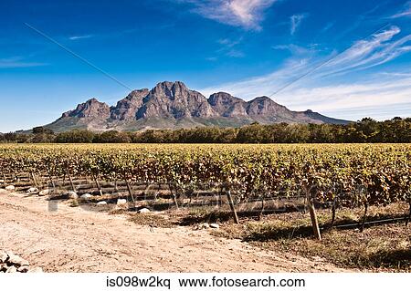 Vines in vineyard View Large Photo Image Stock Photography - Vines in vineyard. Fotosearch