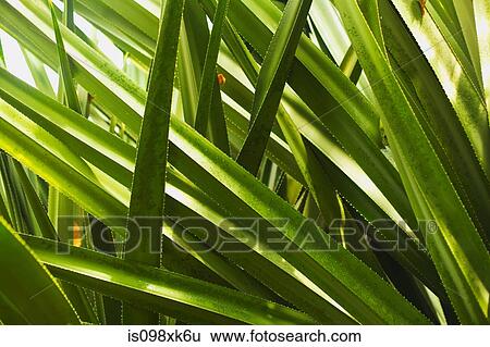 Close-up leaves View Large Photo Image Stock Photograph - Close-up leaves. Fotosearch