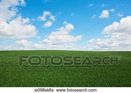 Stock Photograph - Green field, England, UK. Fotosearch