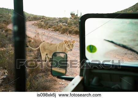 Lion near safari truck, South Africa View Large Photo Image Stock Image - Lion near safari truck, South Africa. Fotosearch
