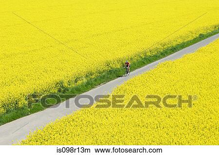 Man cycling through fields View Large Photo Image Picture - Man cycling through fields. Fotosearch