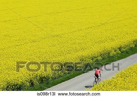 Man cycling through fields View Large Photo Image Stock Image - Man cycling through fields. Fotosearch