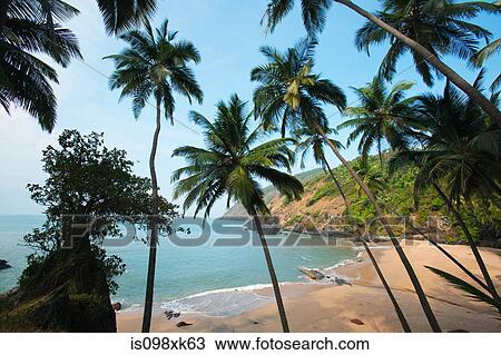 Palm trees and beach, Goa, India View Large Photo Image Stock Image - Palm trees and beach, Goa, India. Fotosearch