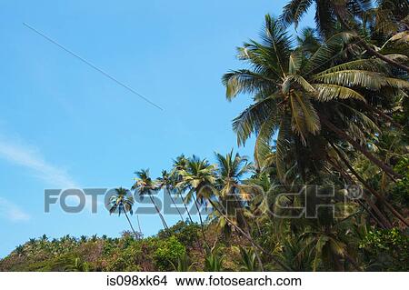 Picture - Palm trees, Goa, India. Fotosearch