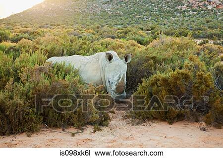 Rhino, South Africa View Large Photo Image Stock Image - Rhino, South Africa. Fotosearch