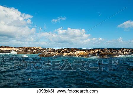 Seal Island, Cape Town, South Africa View Large Photo Image Stock Image - Seal Island, Cape Town, South Africa. Fotosearch