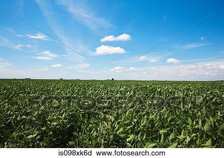 Stock Image - Soy field, Argentina. Fotosearch