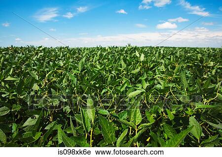 Soy field, Argentina View Large Photo Image Stock Image - Soy field, Argentina. Fotosearch