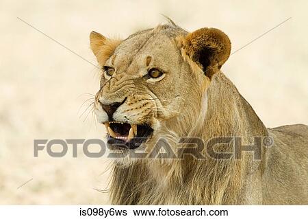 African lion, headshot View Large Photo Image Stock Photograph - African lion, headshot. Fotosearch