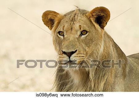 Stock Photography - African lion, headshot. Fotosearch