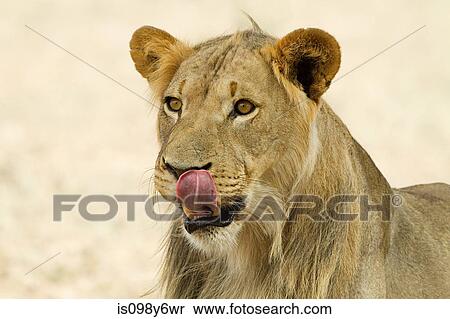 African lion, headshot View Large Photo Image Stock Photography - African lion, headshot. Fotosearch