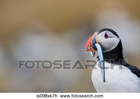 Atlantic puffin View Large Photo Image Stock Image - Atlantic puffin. Fotosearch