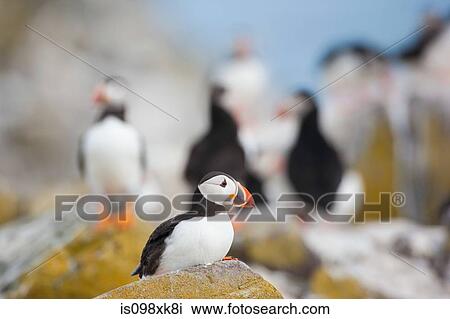 Atlantic puffin View Large Photo Image Stock Image - Atlantic puffin. Fotosearch