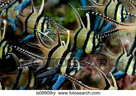 Banggaii Cardinalfish, Indonesia View Large Photo Image Stock Photo - Banggaii Cardinalfish, Indonesia. Fotosearch