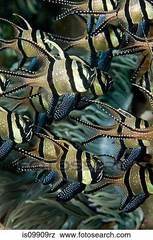 Banggaii Cardinalfish, Indonesia View Large Photo Image Stock Photo - Banggaii Cardinalfish, Indonesia. Fotosearch