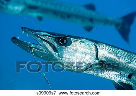 Stock Photo - Barracuda on hook and line. Fotosearch