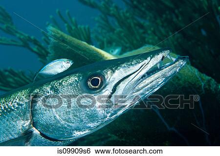 Barracuda with pilot fish View Large Photo Image Stock Photograph - Barracuda with pilot fish. Fotosearch