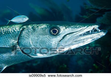 Barracuda with pilot fish View Large Photo Image Stock Photography - Barracuda with pilot fish. Fotosearch