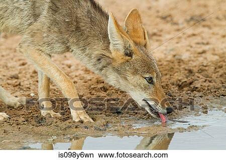 Black backed jackyl drinking water View Large Photo Image Picture - Black backed jackyl drinking water. Fotosearch
