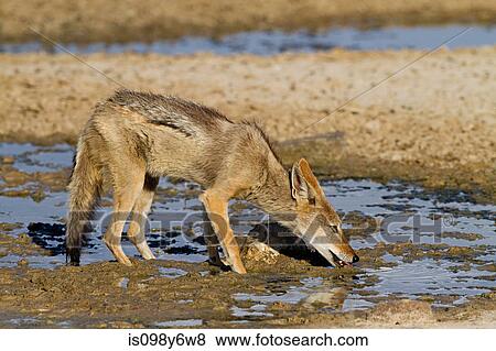 Black backed jackyl drinking water View Large Photo Image Stock Photo - Black backed jackyl drinking water. Fotosearch