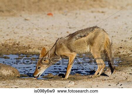 Black backed jackyl drinking water View Large Photo Image Stock Photo - Black backed jackyl drinking water. Fotosearch