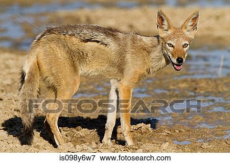 Black backed jackyl, portrait View Large Photo Image Stock Photo - Black backed jackyl, portrait. Fotosearch
