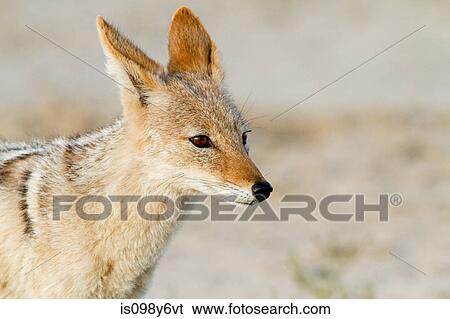 Black backed jackyl portrait View Large Photo Image Stock Photograph - Black backed jackyl portrait. Fotosearch