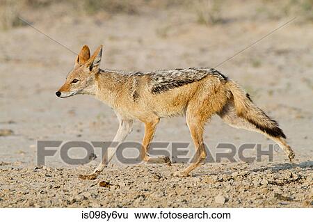 Black backed jackyl walking in desert View Large Photo Image Stock Photograph - Black backed jackyl walking in desert. Fotosearch