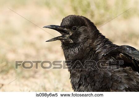 Black crow, close up View Large Photo Image Stock Photography - Black crow, close up. Fotosearch