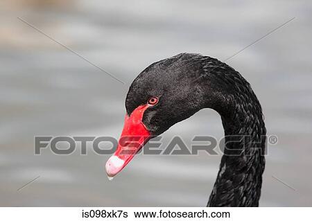 Black swan, portrait View Large Photo Image Stock Photograph - Black swan, portrait. Fotosearch