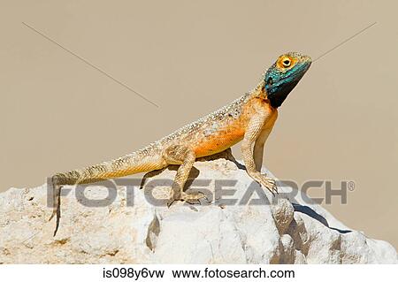Blue headed agama on rock View Large Photo Image Stock Photo - Blue headed agama on rock. Fotosearch