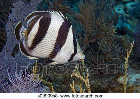 Stock Photo - Butterflyfish on coral reef. Fotosearch