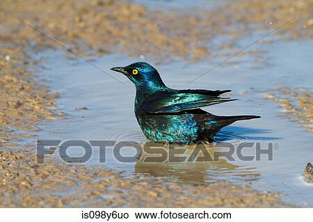 Cape glossy starling sitting in waterhole View Large Photo Image Picture - Cape glossy starling sitting in waterhole. Fotosearch