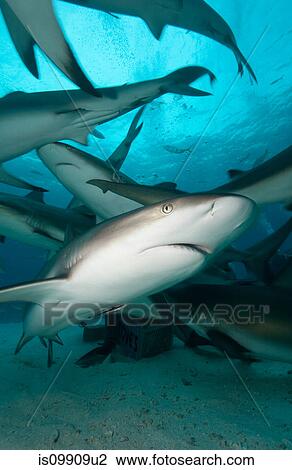Caribbean Reef Sharks View Large Photo Image Stock Image - Caribbean Reef Sharks. Fotosearch
