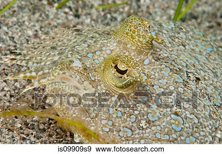 Stock Photo - Close-up of flounder. Fotosearch